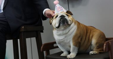 Ritzy dinners and a dog's birthday party: Shutdown life's pretty normal for Congress and Trump