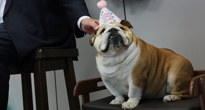 Ritzy dinners and a dog's birthday party: Shutdown life's pretty normal for Congress and Trump