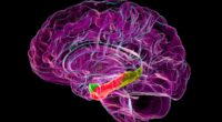 Scientists discover key part of the brain that degrades in Alzheimer's... paving way for breakthrough therapies