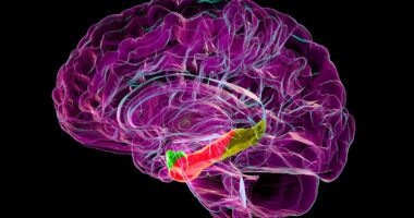 Scientists discover key part of the brain that degrades in Alzheimer's... paving way for breakthrough therapies