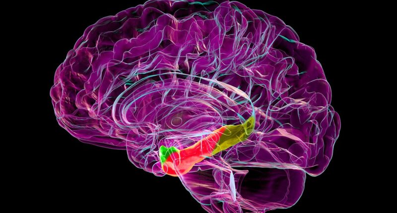 Scientists discover key part of the brain that degrades in Alzheimer's... paving way for breakthrough therapies