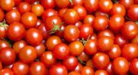 Scientists issue urgent warning over poison tomatoes