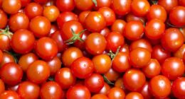 Scientists issue urgent warning over poison tomatoes