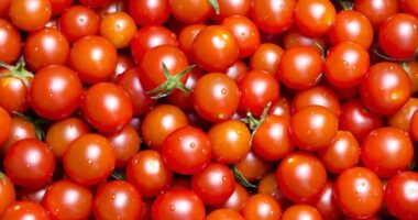 Scientists issue urgent warning over poison tomatoes