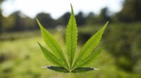 Scientists say cannabis is key to helping cancer patients bounce back