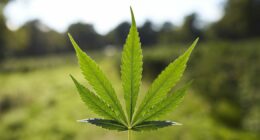 Scientists say cannabis is key to helping cancer patients bounce back
