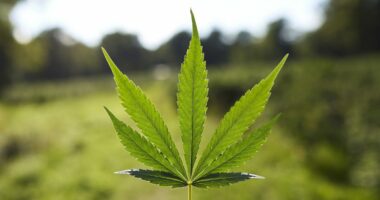 Scientists say cannabis is key to helping cancer patients bounce back