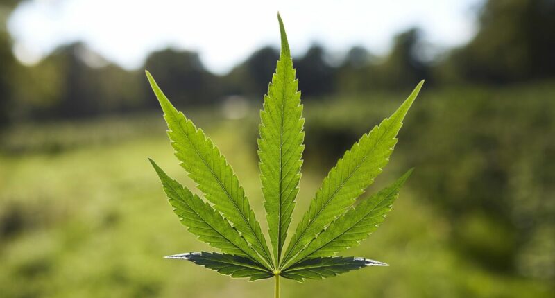 Scientists say cannabis is key to helping cancer patients bounce back