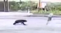Security video shows bear attack woman on Japan street