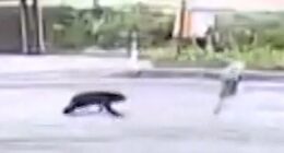 Security video shows bear attack woman on Japan street
