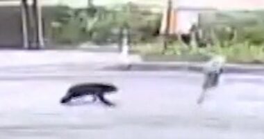 Security video shows bear attack woman on Japan street
