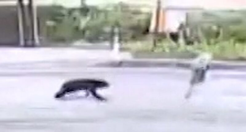 Security video shows bear attack woman on Japan street