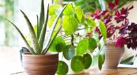 Seven health-boosting house plants that will clean the air in your home - and can help prevent deadly mould