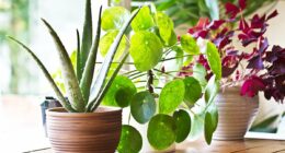Seven health-boosting house plants that will clean the air in your home - and can help prevent deadly mould