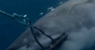 Shark bite-resistant wetsuits could cut severe injuries