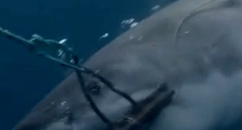 Shark bite-resistant wetsuits could cut severe injuries