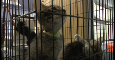 Shelters offer free adoptions at Jacksonville Pet Adoption Festival this weekend