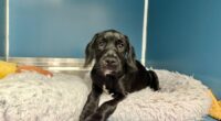 St. Pete shelter in need of new van after crash with 17 animals onboard