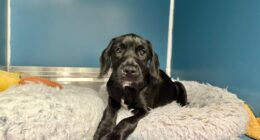 St. Pete shelter in need of new van after crash with 17 animals onboard