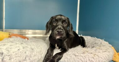 St. Pete shelter in need of new van after crash with 17 animals onboard