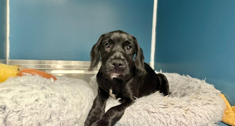 St. Pete shelter in need of new van after crash with 17 animals onboard