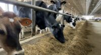 State of Illinois 'unaffected' by H5N1 bird flu in dairy cows, IDPH announces