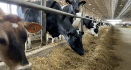 State of Illinois 'unaffected' by H5N1 bird flu in dairy cows, IDPH announces