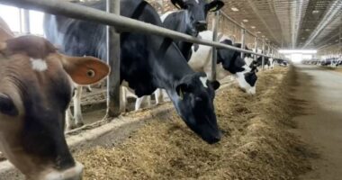 State of Illinois 'unaffected' by H5N1 bird flu in dairy cows, IDPH announces