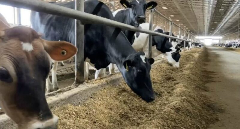 State of Illinois 'unaffected' by H5N1 bird flu in dairy cows, IDPH announces