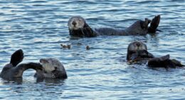 Swifties help Monterey Bay Aquarium raise $2.1M with vintage tee fundraiser