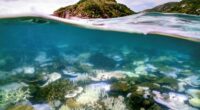 An underwater photo shows examples of coral bleaching in the Great Barrier Reef.
