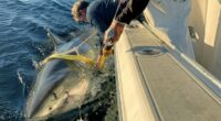 The biggest great white shark ever recorded is heading for popular holiday resort in the US