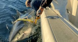 The biggest great white shark ever recorded is heading for popular holiday resort in the US