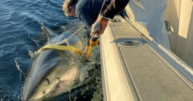 The biggest great white shark ever recorded is heading for popular holiday resort in the US