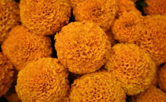 This orange flower cloaks Mexico during Day of the Dead. Climate change is putting it at risk