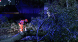 SES crews working on a fallen tree.