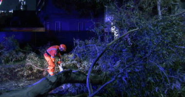 SES crews working on a fallen tree.