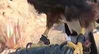 Trained hawks stolen during L.A. Rams NFL game