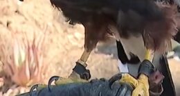 Trained hawks stolen during L.A. Rams NFL game