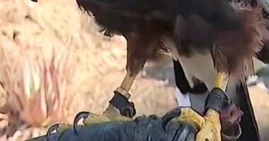 Trained hawks stolen during L.A. Rams NFL game