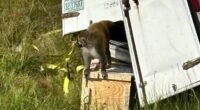 Truckload of 'aggressive' research monkeys escape after truck crash in Mississippi; 1 still on the loose