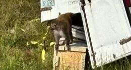 Truckload of 'aggressive' research monkeys escape after truck crash in Mississippi; 1 still on the loose