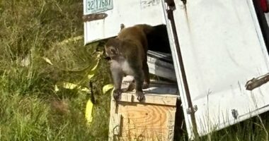 Truckload of 'aggressive' research monkeys escape after truck crash in Mississippi; 1 still on the loose