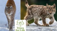 Two new posts advertised in a bid to bring lynx back to Scotland