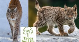 Two new posts advertised in a bid to bring lynx back to Scotland