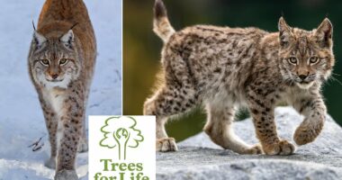Two new posts advertised in a bid to bring lynx back to Scotland