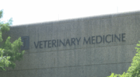 U of I Vet Med hosting one-day survey for canine diabetes research project