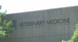 U of I Vet Med hosting one-day survey for canine diabetes research project
