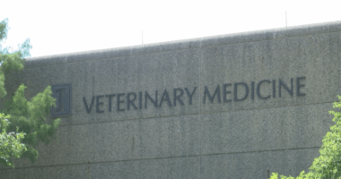 U of I Vet Med hosting one-day survey for canine diabetes research project