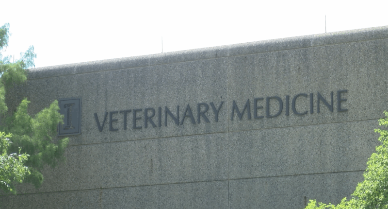 U of I Vet Med hosting one-day survey for canine diabetes research project
